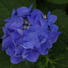 アジサイ　芝浦運河