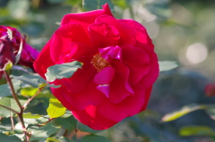 薔薇　6　日比谷公園　１１月