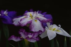 花菖蒲　2