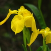 黄菖蒲