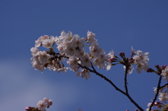 桜　6