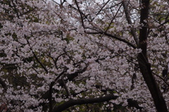 桜　2