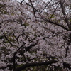 桜　2