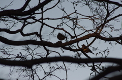 夕日を浴びてスズメも紅色　日比谷公園　１月
