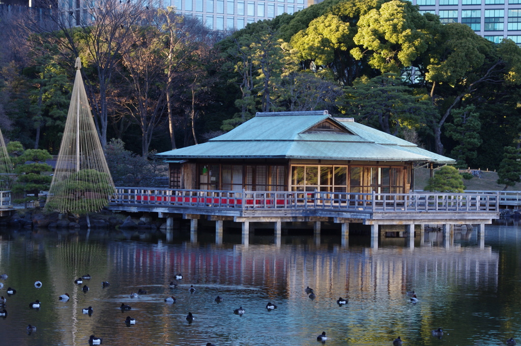 雪吊のある風景　旧浜離宮庭園　１月