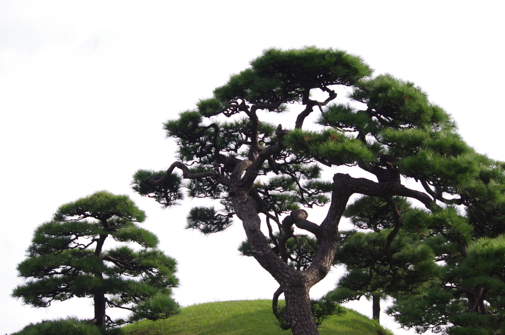 築山　旧浜離宮庭園　8月