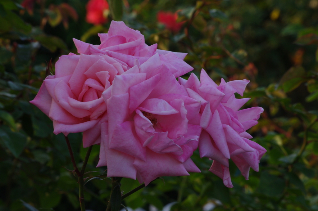 薔薇　8