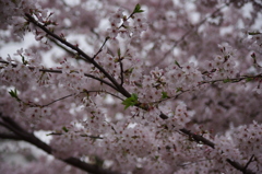 桜　白金ドングリ児童遊園　2