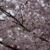 桜　白金ドングリ児童遊園　2