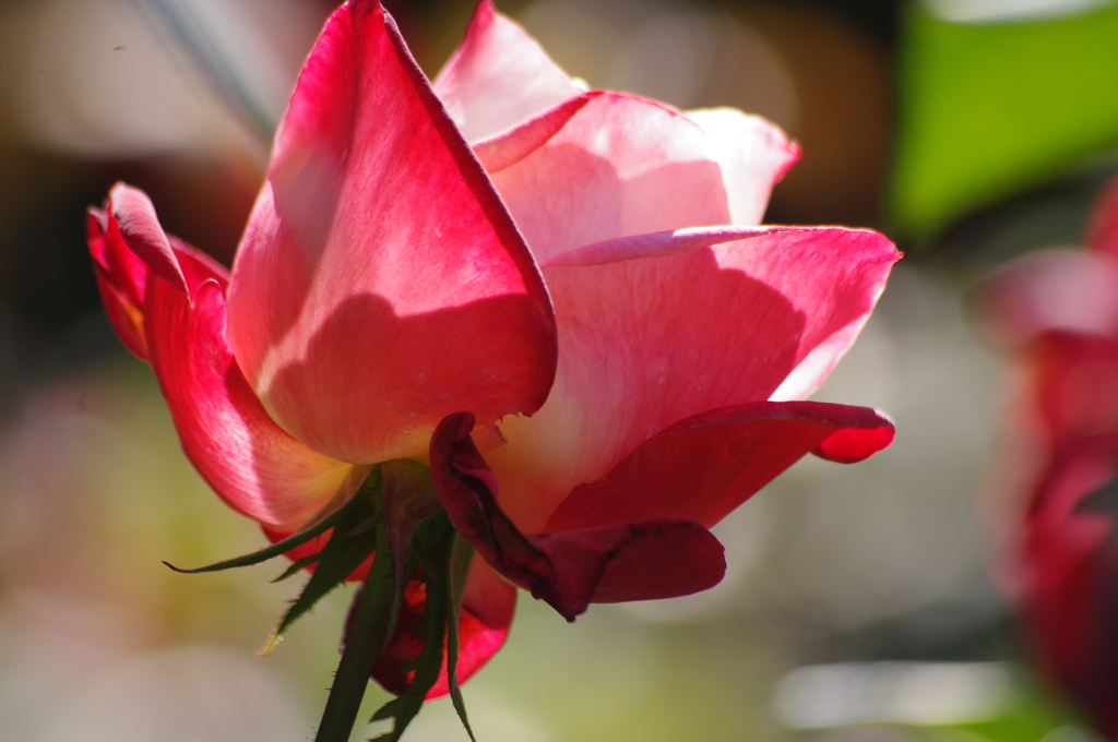 薔薇　32