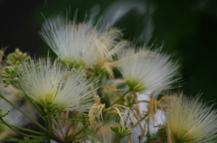 ねむの木の白い花