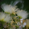 ねむの木の白い花