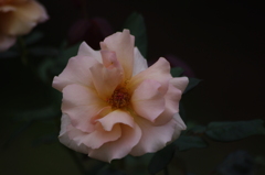 薔薇　3