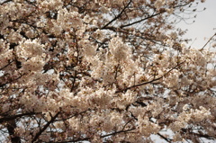 目黒川の桜　8