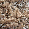 目黒川の桜　8