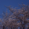 桜　3