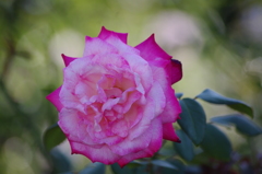 薔薇　3　山下公園　１０月