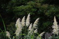 ああ　秋見つけちゃいました！　芝公園　８月