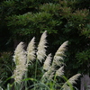 ああ　秋見つけちゃいました！　芝公園　８月