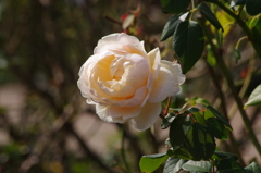 薔薇　4