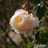 薔薇　4