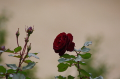 薔薇　7