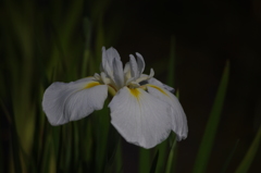 花菖蒲　3