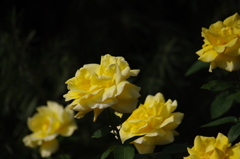 薔薇　2