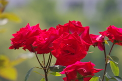 薔薇　2