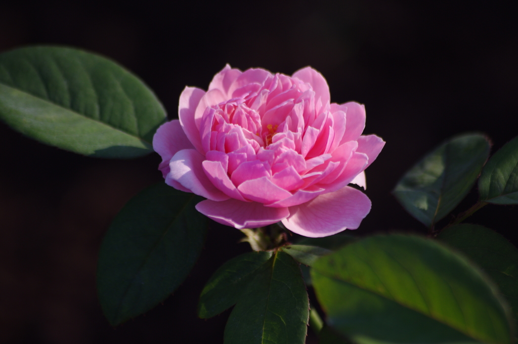 薔薇　2　芝浦中央公園　７月末