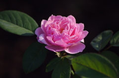 薔薇　2　芝浦中央公園　７月末