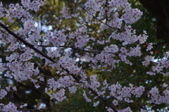 桜