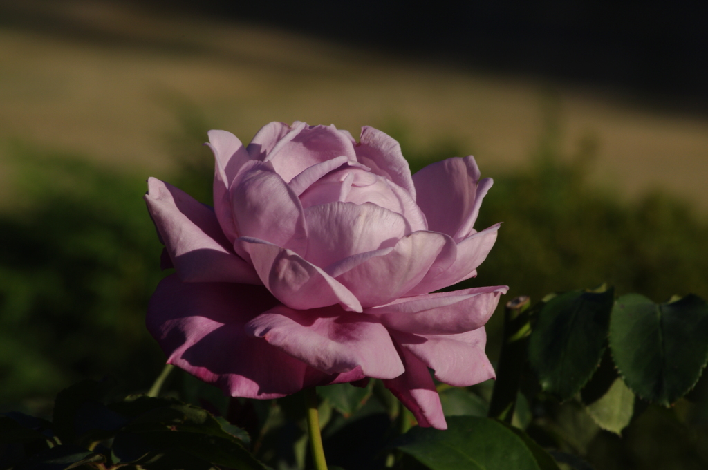 薔薇　2