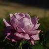 薔薇　2