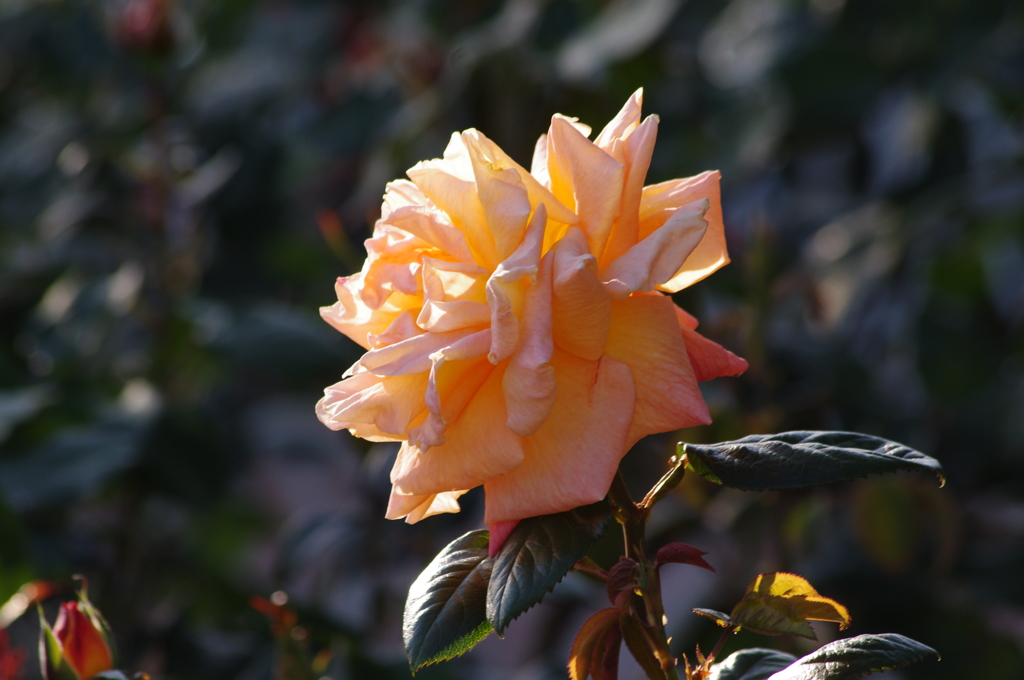 薔薇　3　芝浦中央公園　5月初め