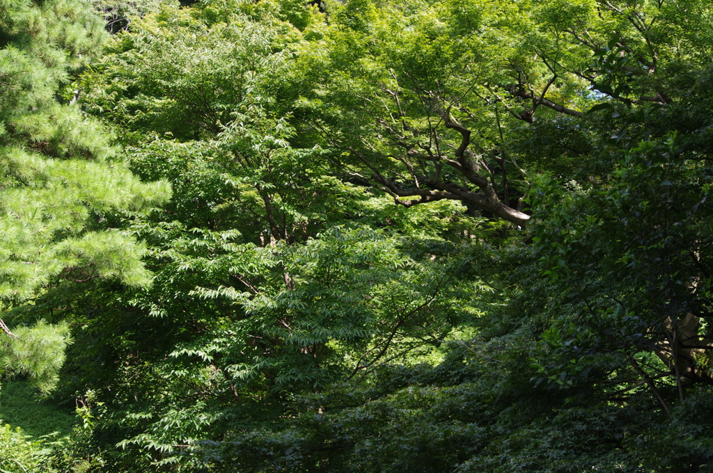 緑の庭園　2　甘泉園　８月