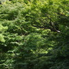 緑の庭園　2　甘泉園　８月