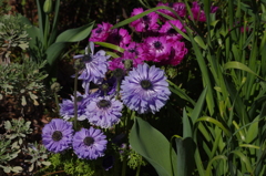 庭の花　1