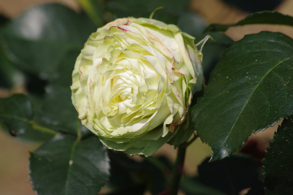 代々木公園　５月の薔薇　2