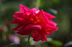 薔薇　3