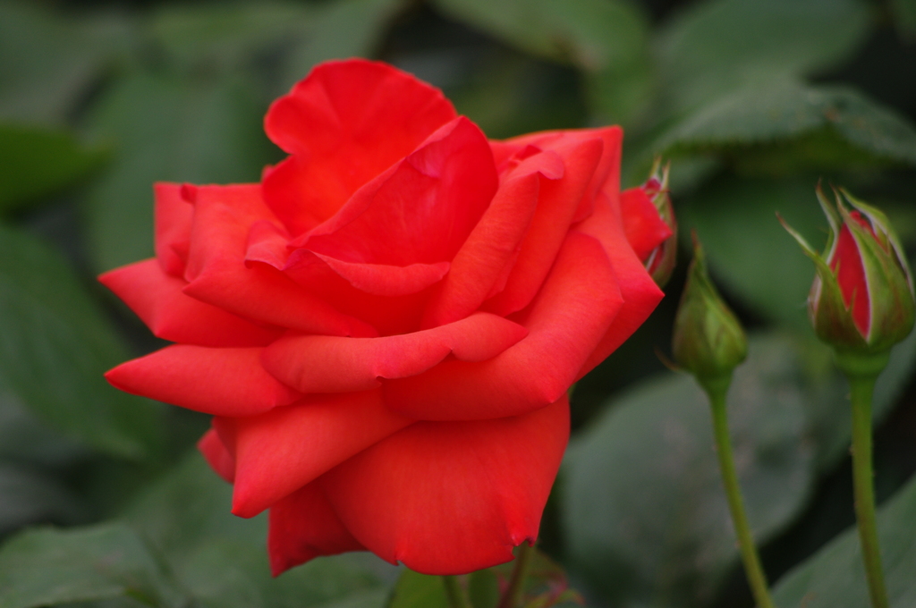 薔薇　8
