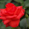 薔薇　8