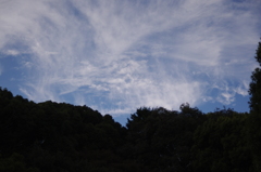 森と秋の空　明治神宮　１０月