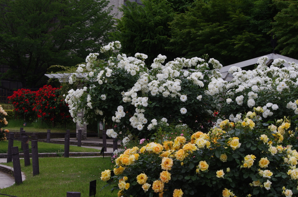薔薇　10