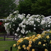薔薇　10