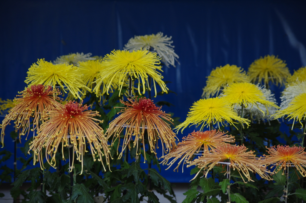 菊　3