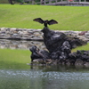 カワウ
