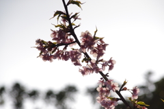 陽のあたる河津桜　代々木公園