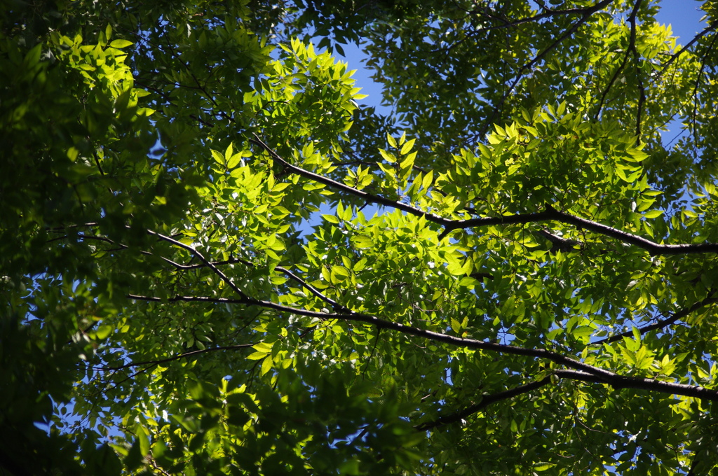 夏の日差しの中の緑　戸越公園　９月