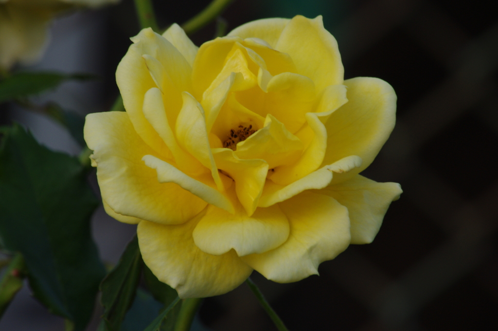 薔薇　5